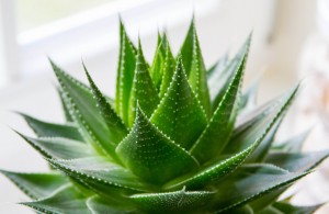 Aloe Vera Plant